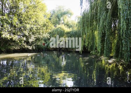 Sussex, England. Schöne reife weinende Weidenbäume, die im Spätsommer den Ententeich umgeben Stockfoto