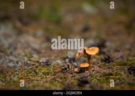 Gelbe Pfifferlinge (Cantharellus Cibarius). Pfifferlinge, ist eine Pflanzenart aus der Gattung der Goldenen chanterelle Pilzen der Gattung Cantharellus. Frische organische Stockfoto