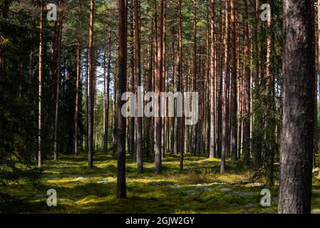 Wald Bäume. Natur grünes Holz Sonnenlicht Hintergründe. Stockfoto