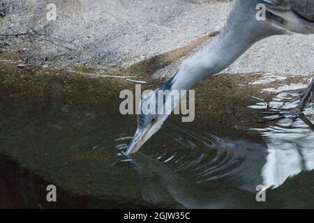 Nahaufnahme eines grauen Reihers, der am Teich trinkt. Stockfoto