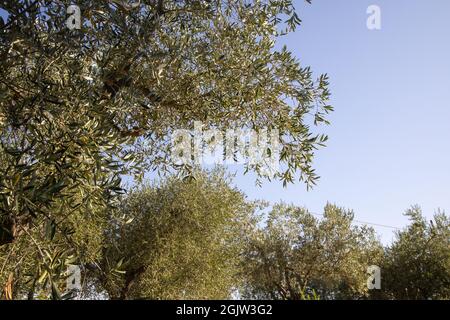 Zweige des Olivenbaums. Schöne Sommerlandschaft von Toscana, Italien mit Olivenbäumen. Sonniger Sommer- oder Frühlingstag in Italien. Urlaubsstimmung. Stockfoto