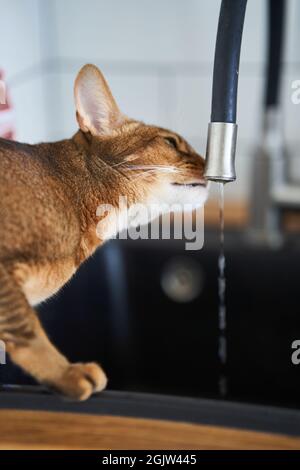 Schöne Katze Bengalen Rasse Trinkwasser aus dem Wasserhahn Stockfoto