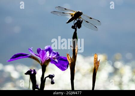 Libellula quadrimaculata auf Barsch Libelle Teich, Libelle auf Teich Stockfoto