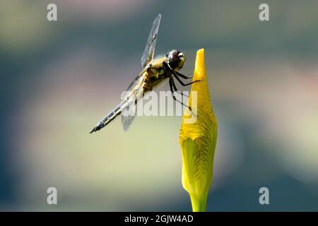 Hoch sitzende Libelle Blume vierfleckiger Jagdjäger auf Blume Iris Libelle auf Blume sitzend sitzend auf einer Blume sitzend vier gepunktete Insekten sitzend sitzend Stockfoto