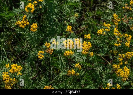 Blühende Tansy (Tanacetum vulgare) auf dem Feld. Gelbe Blüten von Common Tansy oder Bitter Button. Blühende Kuh Bitter oder Golden Knöpfe. Stockfoto