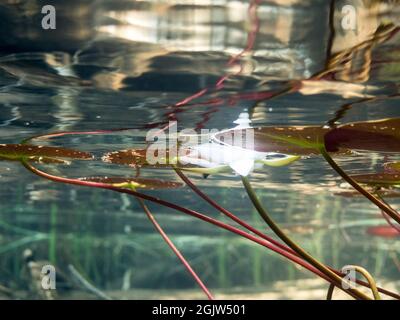 Unterwasseransicht von weißen Seerosenblüten und schwebenden Blättern Stockfoto