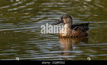 Eine weibliche Northern Shoveler Ente (Anas clypeata) auf einem See in Kent Stockfoto