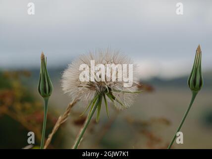 Wiesensalsify (Tragopogon pratensis, auffälliger Ziegenbart oder Wiesenziegenbart) wächst wild auf Salisbury Plain Chalklands Wiltshire UK Stockfoto