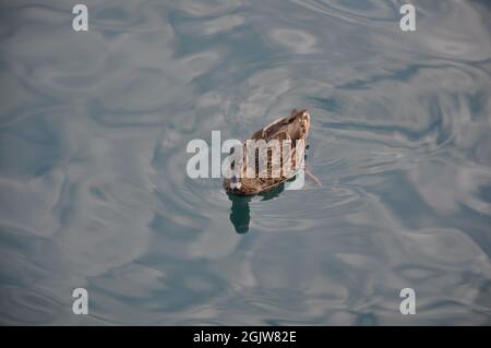 Ente schwimmt auf dem blauen Wasser der Adria aus nächster Nähe. Weibliche Stockente, die auf dem Wasser schwimmt. Stockfoto