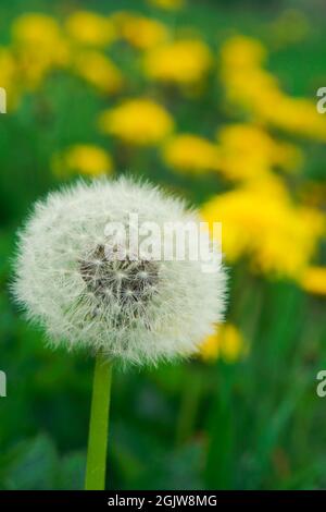 Weißer, flauschiger Dandelion auf dem Hintergrund einer Lichtung aus gelben Blüten Stockfoto