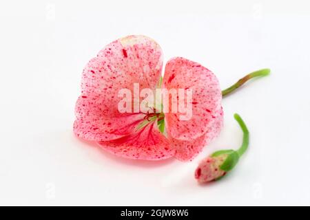 Rosa Geranienblüte aus der Nähe, isoliert auf weißem Hintergrund Stockfoto