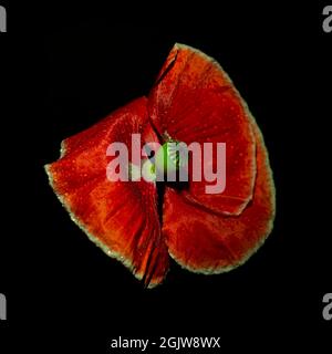 Rote Mohnblume mit Wassertropfen isoliert auf schwarzem Hintergrund Stockfoto