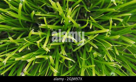 Textur von grünem Gras geschnitten, Hintergrund des Rasens. Nahaufnahme. Draufsicht Stockfoto