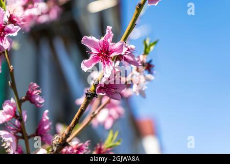 Nahaufnahme einer rosa Pfirsichblüte im Frühling in der Toskana, Italien Stockfoto