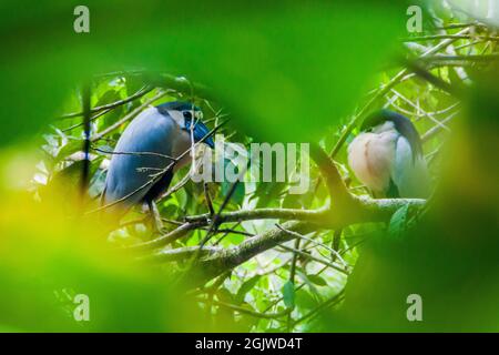 Ein paar Reiher mit Schiffsschnabel Cochlearius cochlearius im Cockscomb Basin Wildlife Sanctuary, Belize. Stockfoto