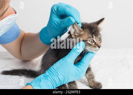 Der Tierarzt untersucht das Ohr des Kätzchens. Ohrenparasiten, Otitis, Krankheiten bei Tieren und Katzen. Stockfoto