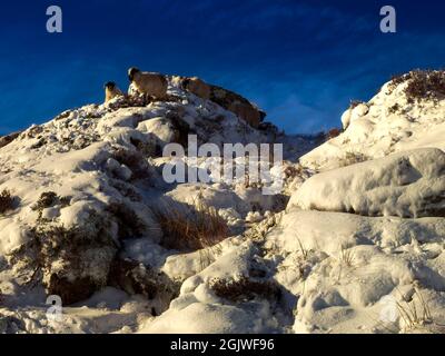 Winterlandschaft eines Hügels mit einer Herde Schafe auf der Spitze. Stockfoto