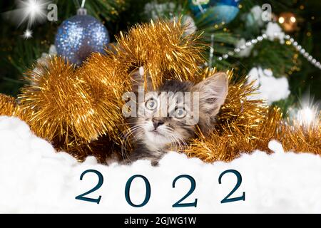 Ein wunderschönes gestreiftes Kätzchen versteckte sich im Schnee, schaute hinaus und schaute in die Kamera. Inschrift 2022 Neujahr. Stockfoto