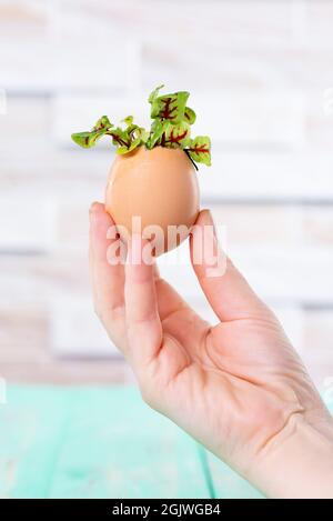 Microgreen Sprossen in Eierschale. Osterschmuck. Osterei. Stilvolles ländliches Stillleben. Zero Waste Konzept. Stockfoto