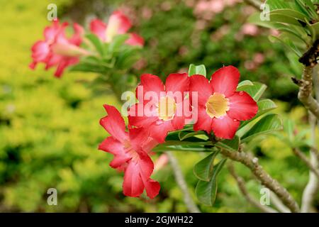 Bunte rote Adenium-obesum-Blumen oder Wüstenrosen blühen auf dem Baum Stockfoto