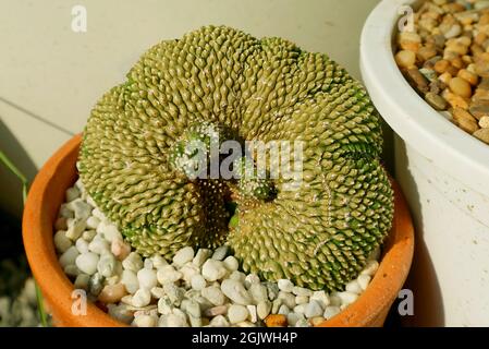 Erstaunlicher Topfter Notocactus Scopa Cristata Kaktus, der im Sonnenlicht wächst Stockfoto