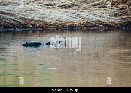 Fleckensandläufer Actitis macularius im Wildreservat Biotopo Monterrico-Hawaii, Guatemala Stockfoto