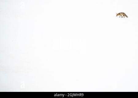 Rotfuchs (Vulpes vulpes) im Schnee im Frühjahr, in den Walliser alpen, Schweiz Stockfoto