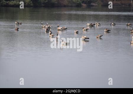 Gruppe von Baby Flamingos in einem See Stockfoto