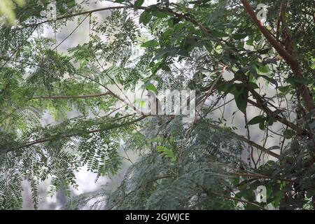 Red Whiskered Bulbul auf Baum, warten auf Partner Stockfoto