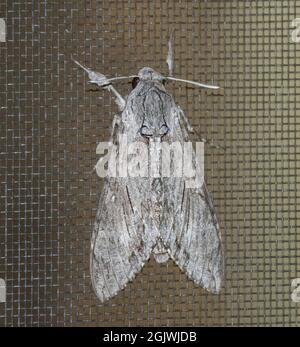 Australier Convolvulus Hawk Motte, Agrius convolvuli, mit gefalteten Flügeln, auf einem dunklen Mesh-Fliegengitter. Melange-Muster. Tamborine Mountain, Australien. Stockfoto