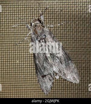 Australier Convolvulus Hawk Motte, Agrius convolvuli, mit gefalteten Flügeln, auf einem dunklen Mesh-Fliegengitter. Melange-Muster. Tamborine Mountain, Australien. Stockfoto