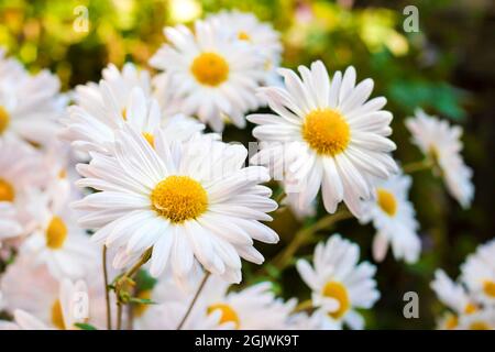 Weiß Kamille Chrysantheme Blumen closeup auf sonnigen Herbsttag Stockfoto
