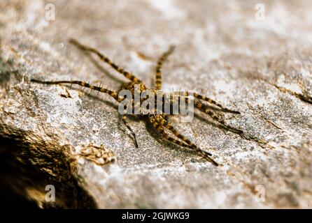 spider auf dem Stein mit Outdoor-Hintergrund selektiven weichen Fokus Stockfoto