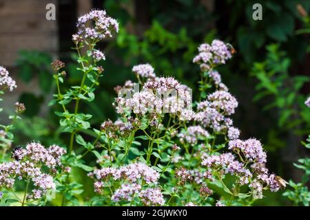 Schöne oregano Blumen in einem Sommergarten. Stockfoto