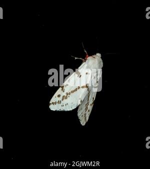 Australische Motte, Spilosoma canescens, dunkel gefleckte Tigmuth, heller Erminmotte, nachts auf dunklem Fenster. Tamborine Mountain, Queensland. Stockfoto