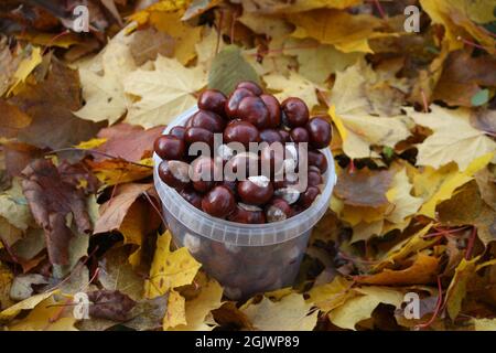 Rosskastanienbaum auf bunten Baumblättern im Herbst Stockfoto