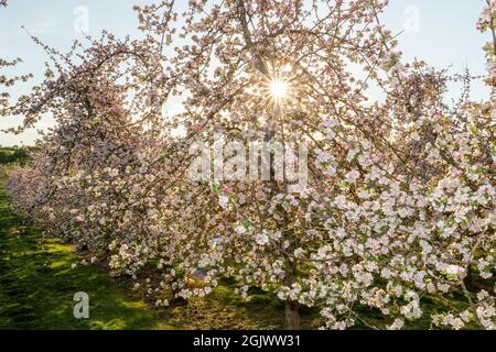 Apfelblüte in einer modernen Apfelplantage Stockfoto