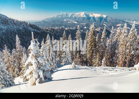 Märchenhafte Winterlandschaft mit schneebedeckten Pinien und Wald auf den malerischen Hügeln. Blick auf die Bucegi-Berge vom Poiana Brasov Resort, Karpaten Stockfoto