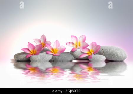 Drei Frangipani blühen auf Kieselsteinen im Wasser mit Spiegelung Stockfoto