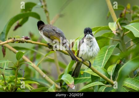 Nahaufnahme eines lichtbelüfteten (chinesischen) Bulbels (Pycnonotus sinensis), der an sonnigen Tagen im Frühling in einem Baum sitzt Stockfoto