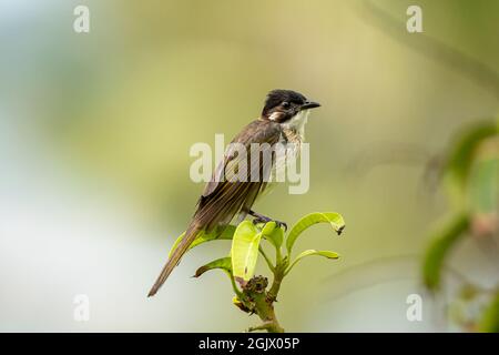 Nahaufnahme eines lichtbelüfteten (chinesischen) Bulbels (Pycnonotus sinensis), der an sonnigen Tagen im Frühling in einem Baum sitzt Stockfoto