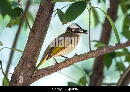 Nahaufnahme eines lichtbelüfteten (chinesischen) Bulbels (Pycnonotus sinensis), der an sonnigen Tagen im Frühling in einem Baum sitzt Stockfoto