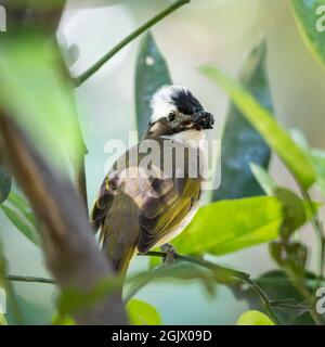 Nahaufnahme eines lichtbelüfteten (chinesischen) Bulbels (Pycnonotus sinensis), der an sonnigen Tagen im Frühling in einem Baum sitzt Stockfoto