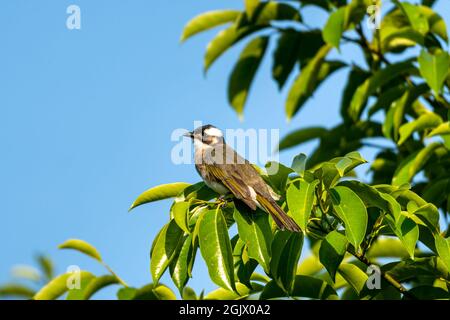 Nahaufnahme eines lichtbelüfteten (chinesischen) Bulbels (Pycnonotus sinensis), der an sonnigen Tagen im Frühling in einem Baum sitzt Stockfoto