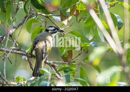 Nahaufnahme eines lichtbelüfteten (chinesischen) Bulbels (Pycnonotus sinensis), der an sonnigen Tagen im Frühling in einem Baum sitzt Stockfoto