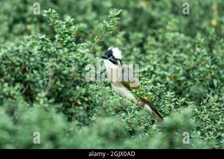 Nahaufnahme eines lichtbelüfteten (chinesischen) Bulbels (Pycnonotus sinensis), der an sonnigen Tagen im Frühling in einem Baum sitzt Stockfoto