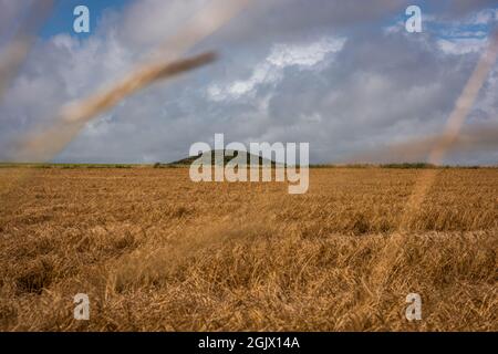 The Lancborough Kings Barrow neben Maiden Castle in der Nähe von Dorchester, Dorset, Großbritannien Stockfoto