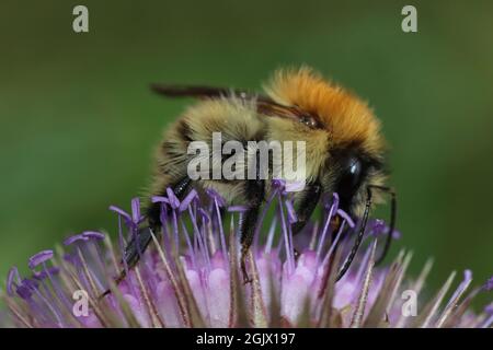 Carder Bee Bombus pascuorum füttert an Teasel Dipsacus fullonum Stockfoto