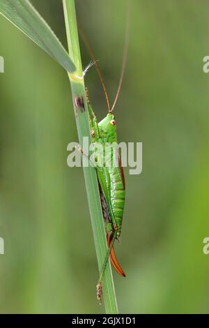 Kurzflügeliger Conehead Conocephalus dorsalis Stockfoto