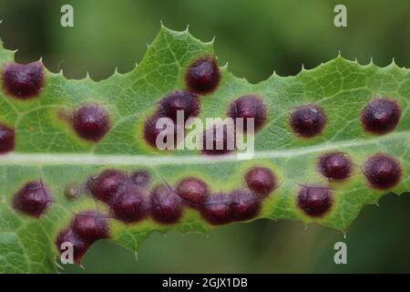 Gallen an den Blättern der mehrjährige Sow-Distel Sonchus Arvensis, verursacht durch die Midge Cystophora sonchi Stockfoto